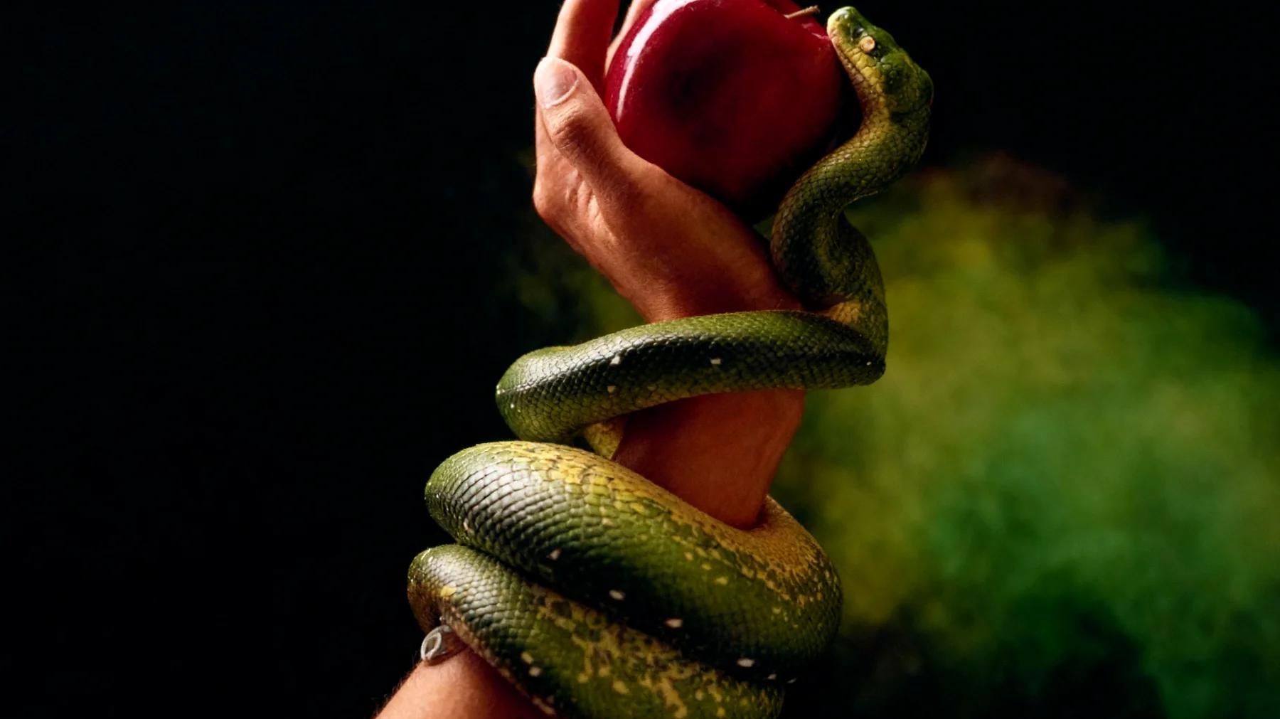 Forbidden Fruit2025-12-22T10:48:49.266Z"